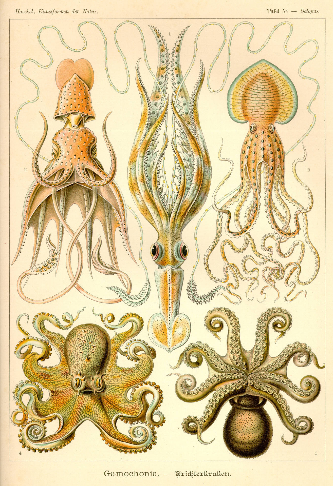 Cuttlefish And Family In Art Forms In Nature Wallpaper