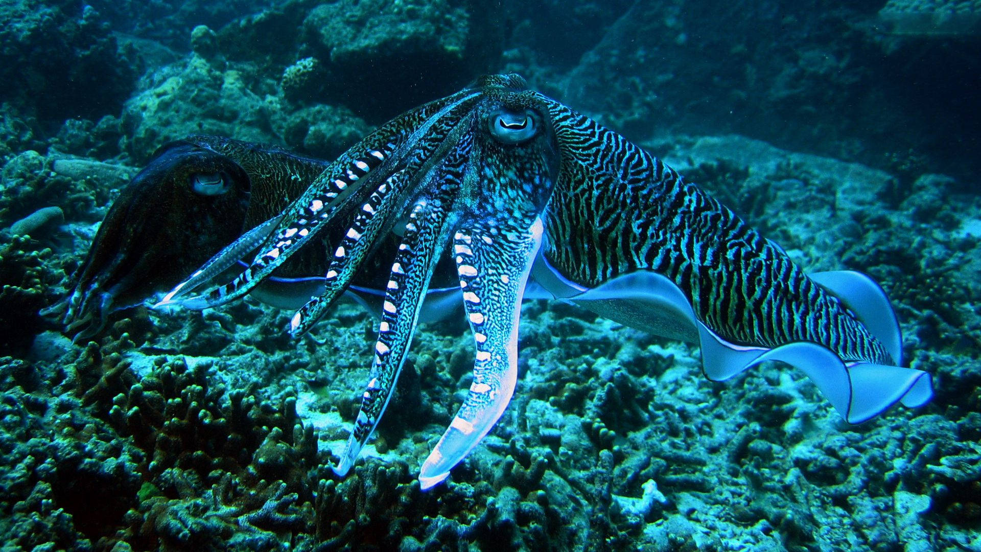 Cuttlefish Deep Under The Ocean Wallpaper