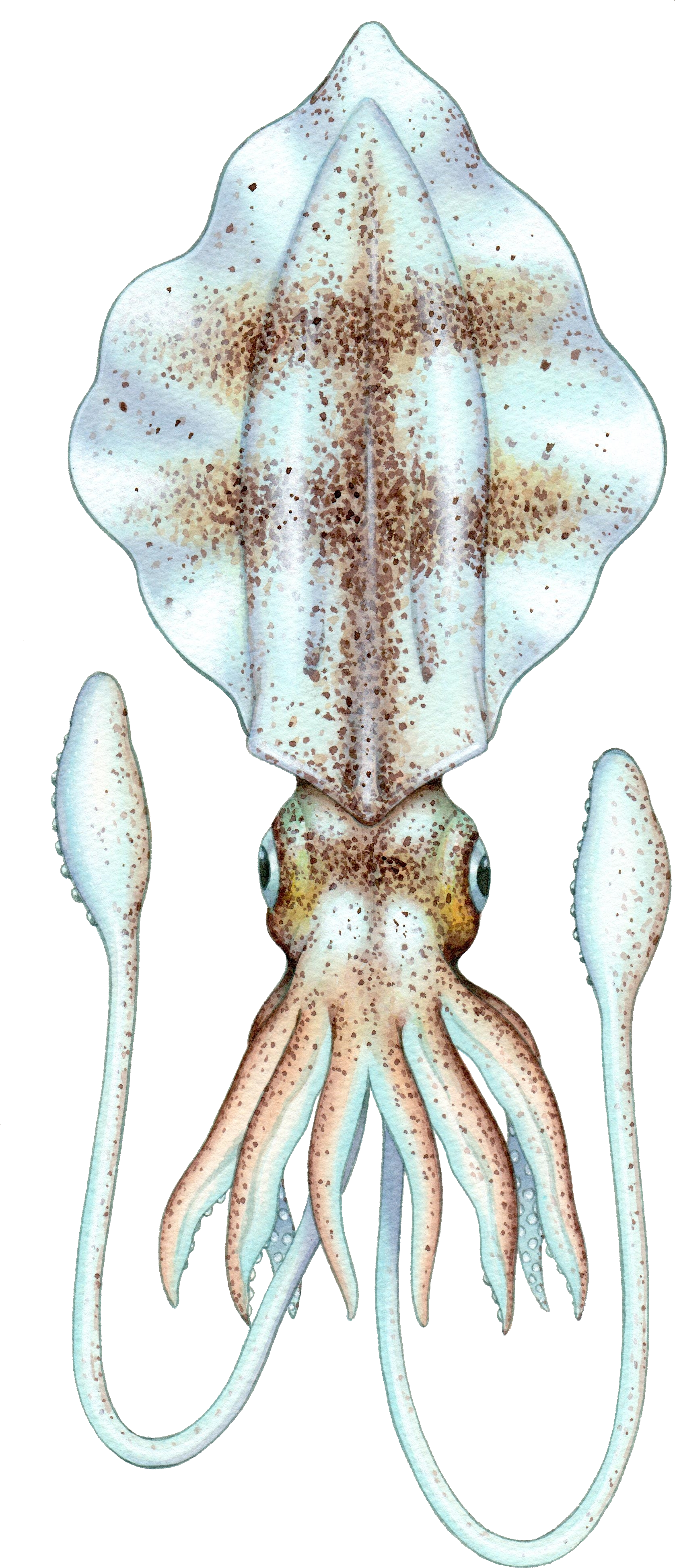 Cuttlefish Illustration Transparent Background PNG