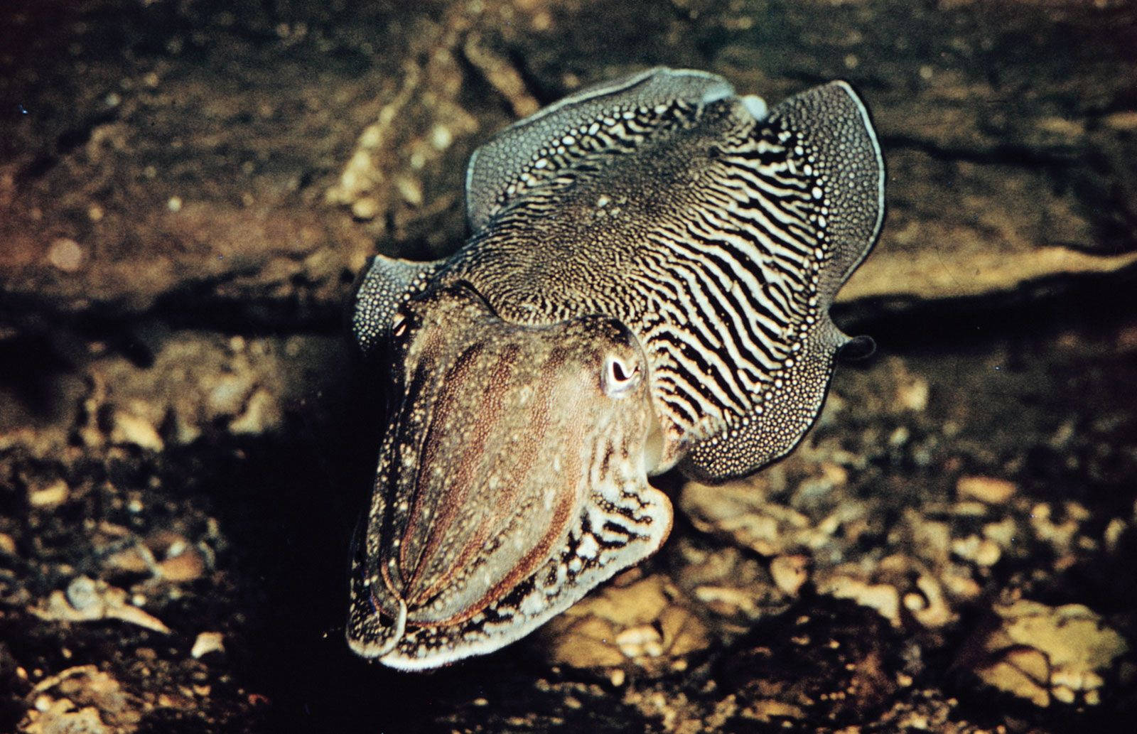 Cuttlefish On Rocky Parts Of The Sea Wallpaper