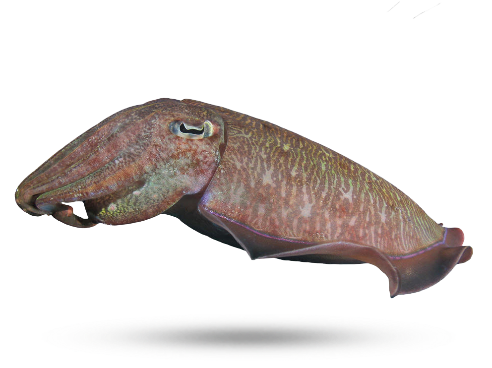 Cuttlefish Side View Isolated PNG