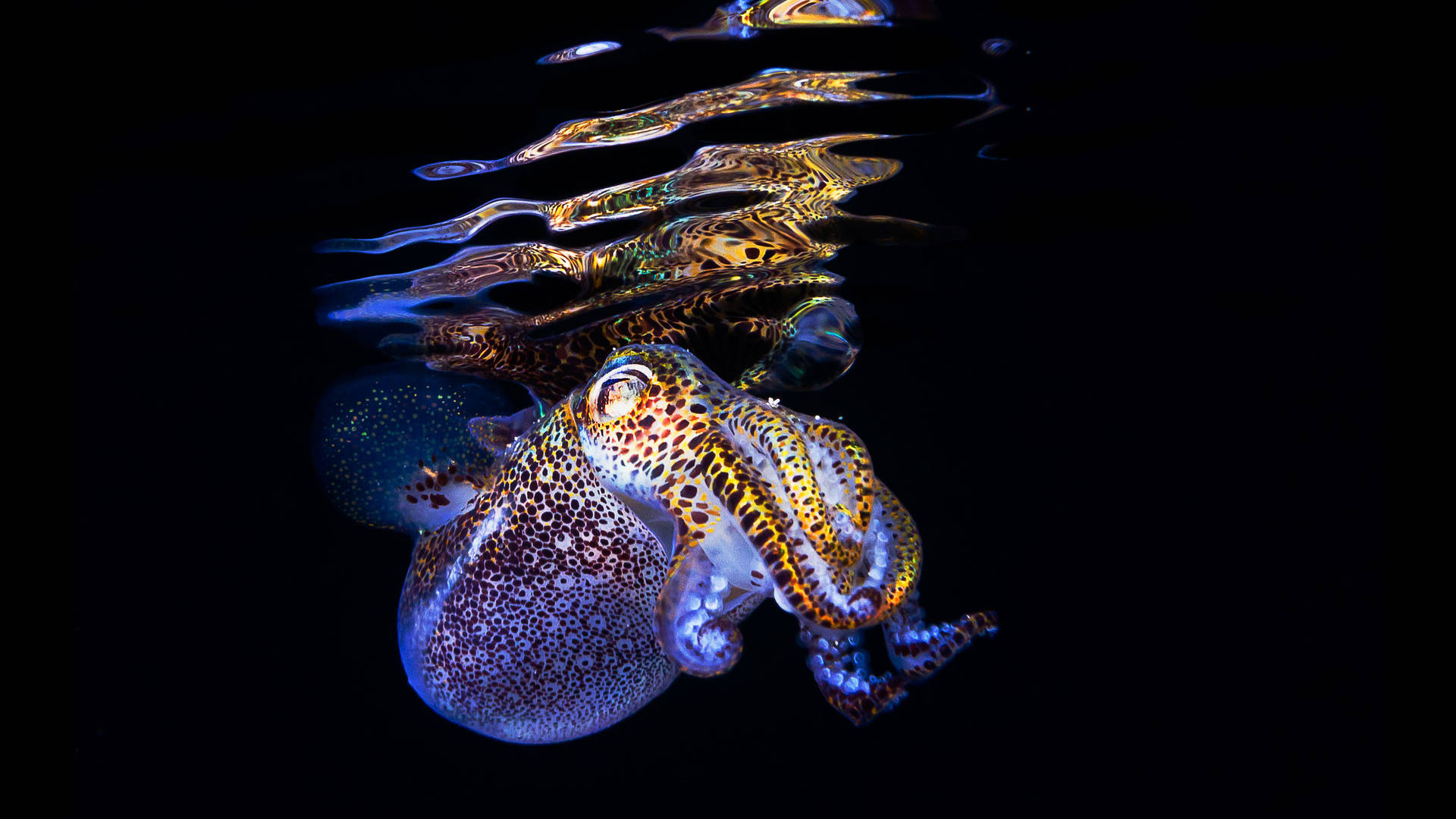 Cuttlefish Swimming Just Below The Surface Wallpaper