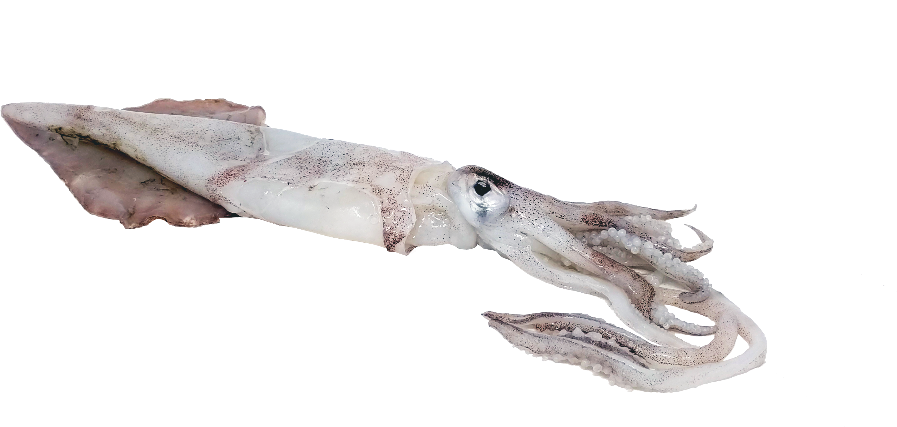 Cuttlefish Swimming Transparent Background PNG