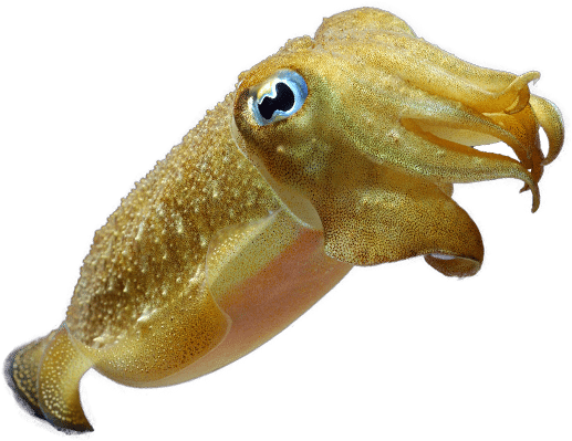 Cuttlefish Swimming Transparent Background PNG