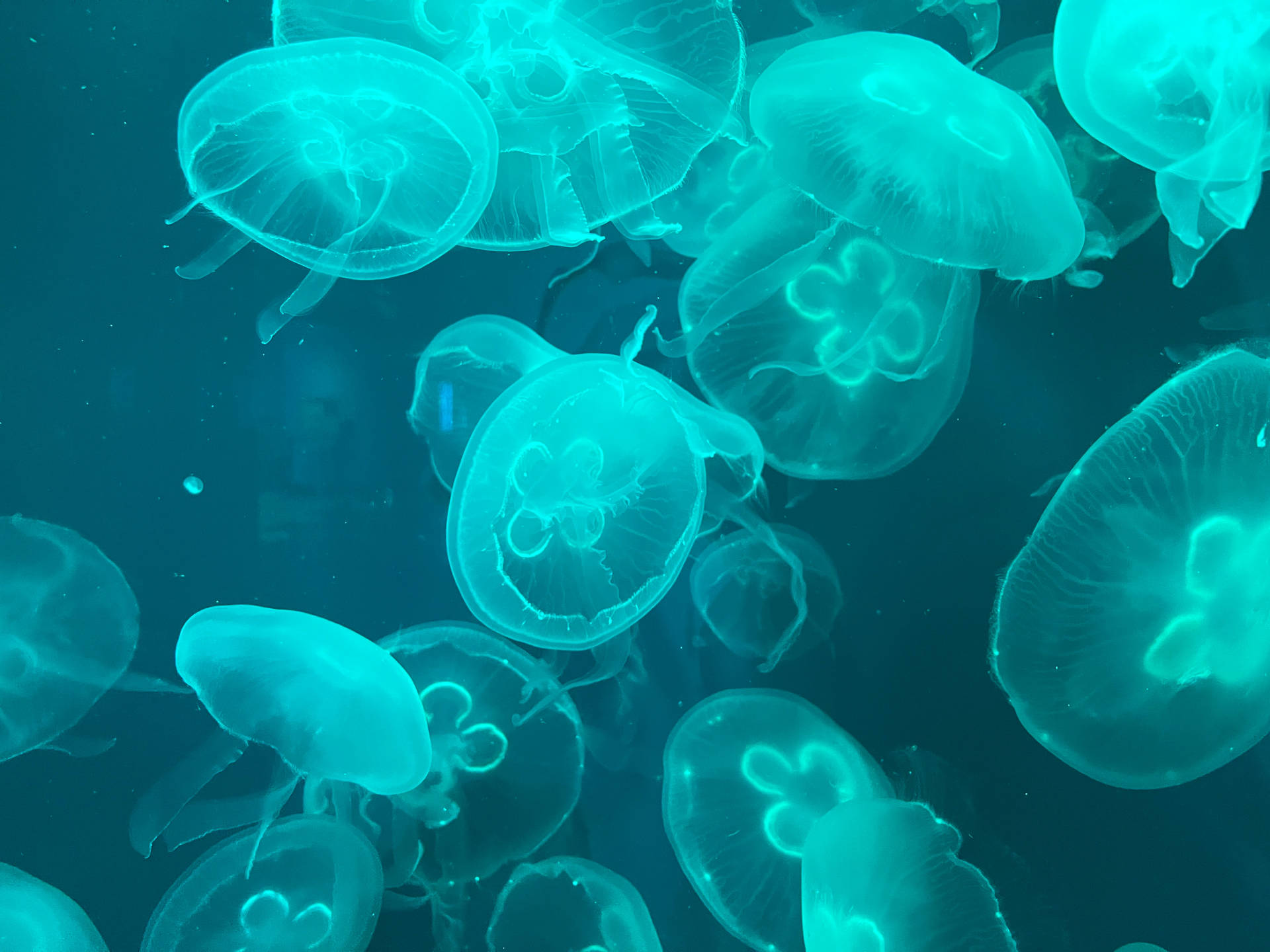 Cyan Jellyfishes Background