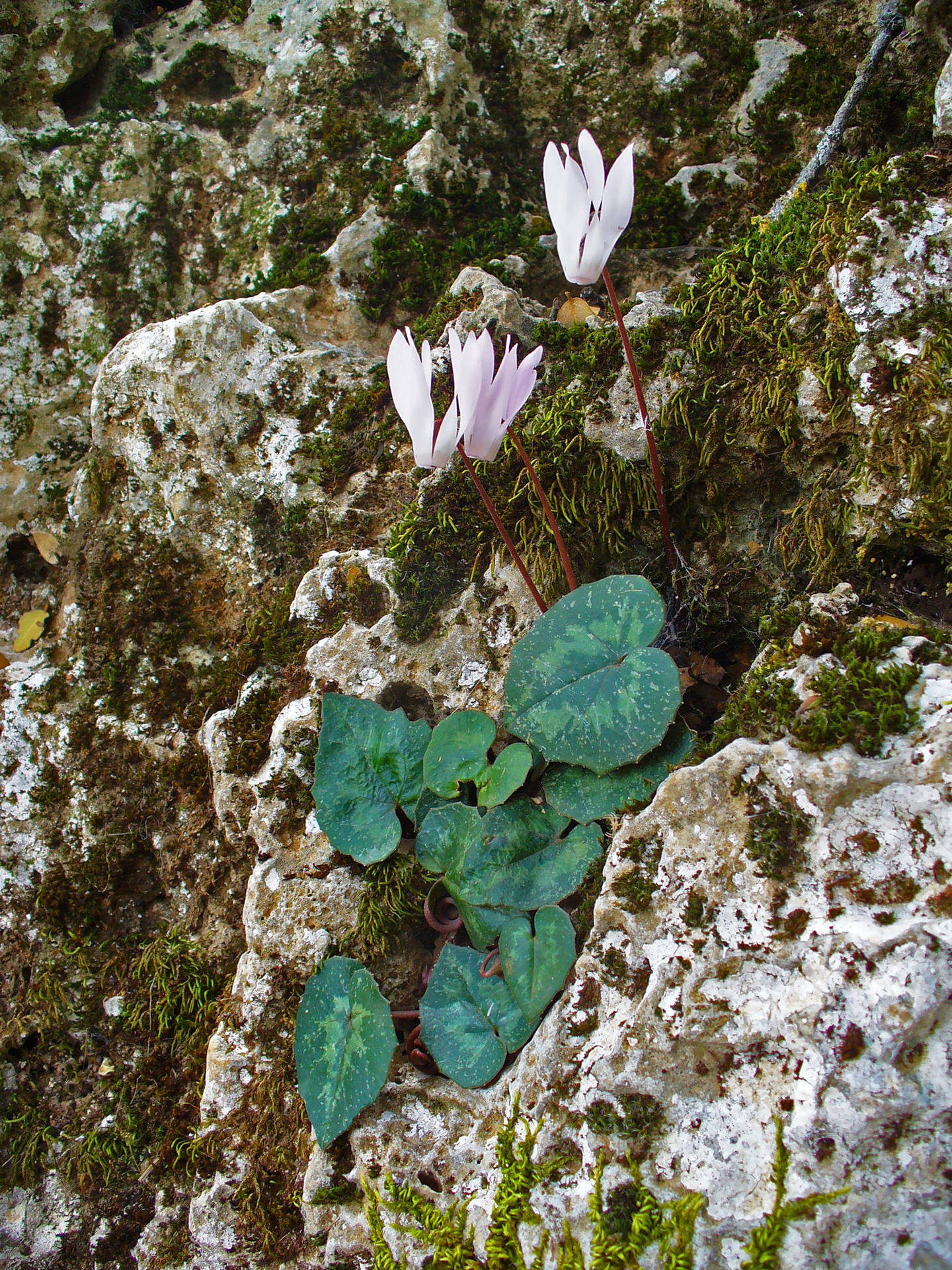 Cyclamencreticum Pflanze. Wallpaper
