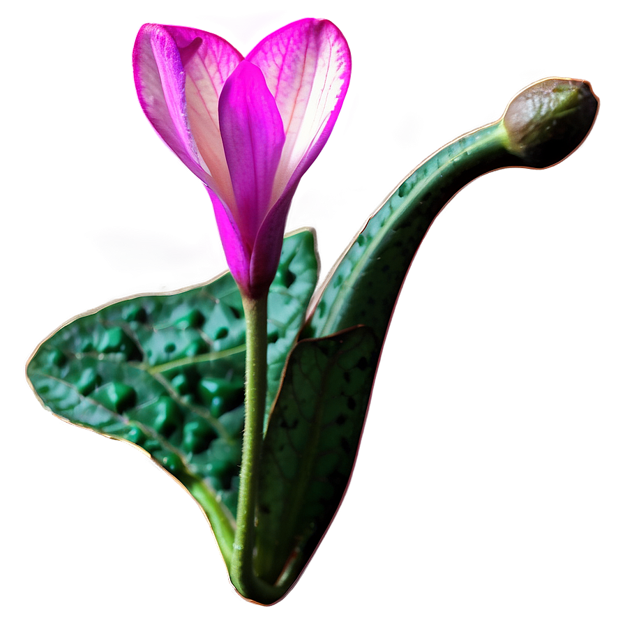 Cyclamen Flower Drawing Png 11 PNG