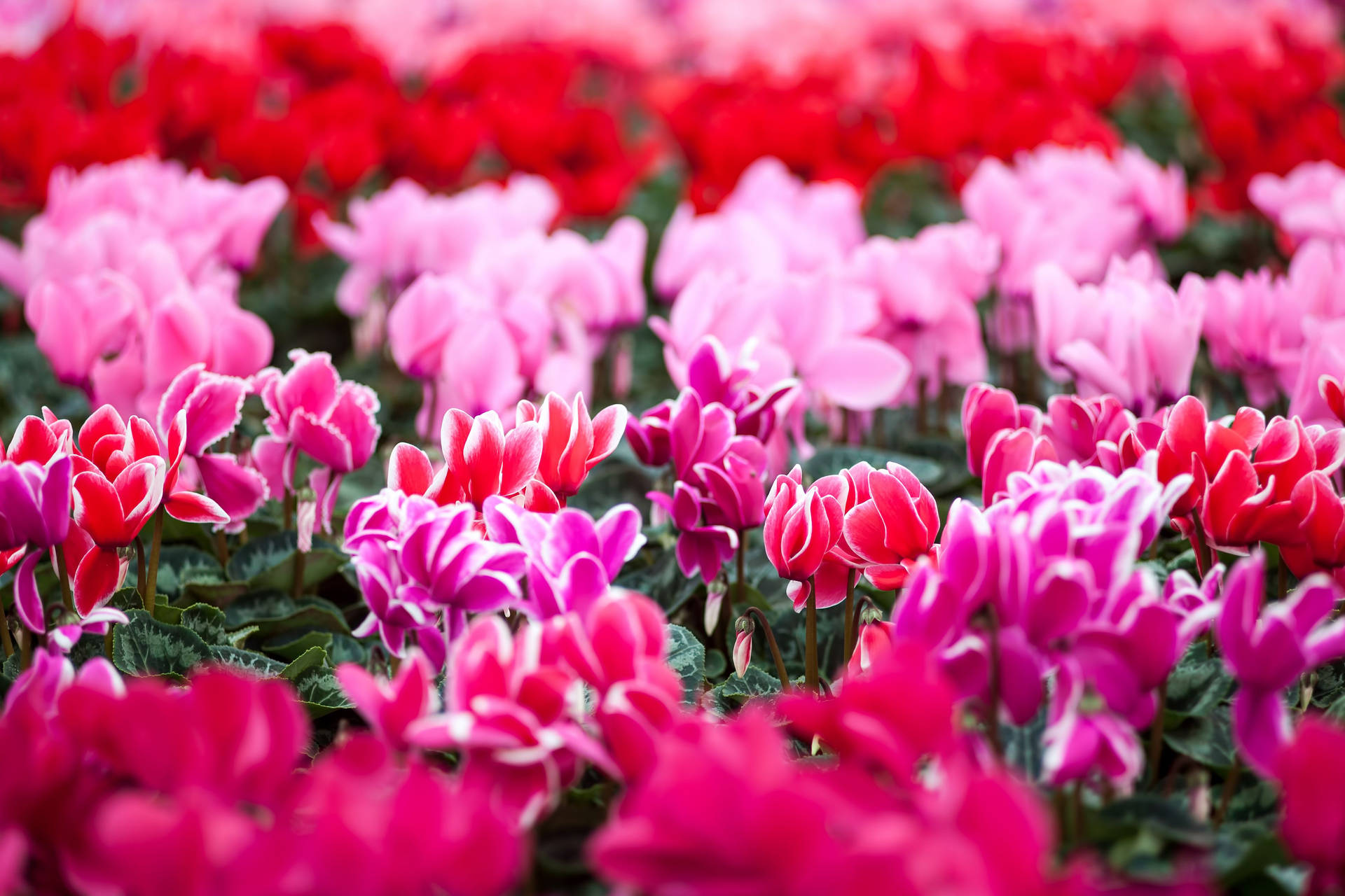 Cyclamen Perennial Garden temaer et landskab fuld af de smukkeste, friske farver. Wallpaper