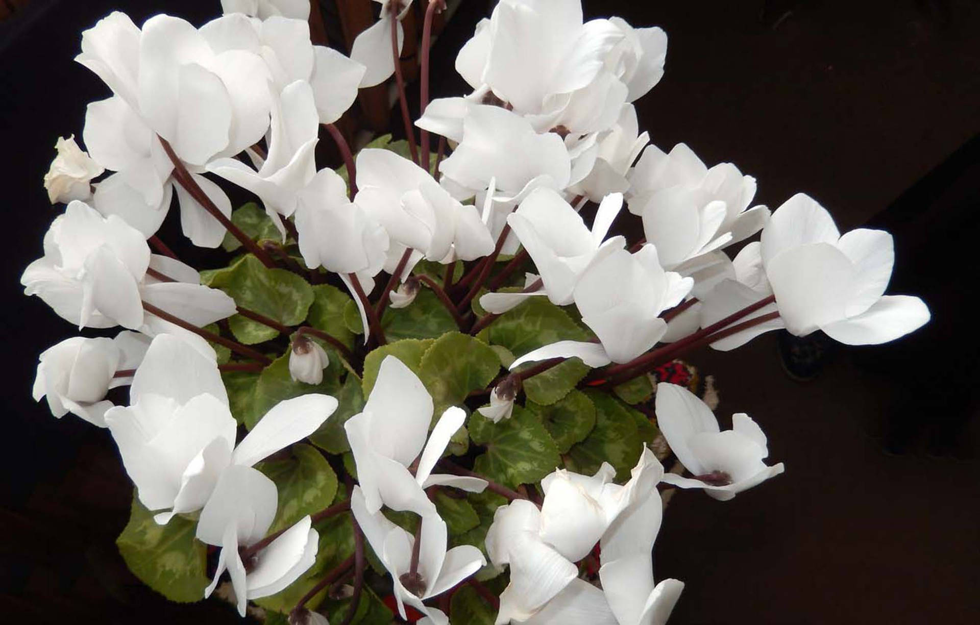 Stunning White Cyclamen in Full Bloom Wallpaper