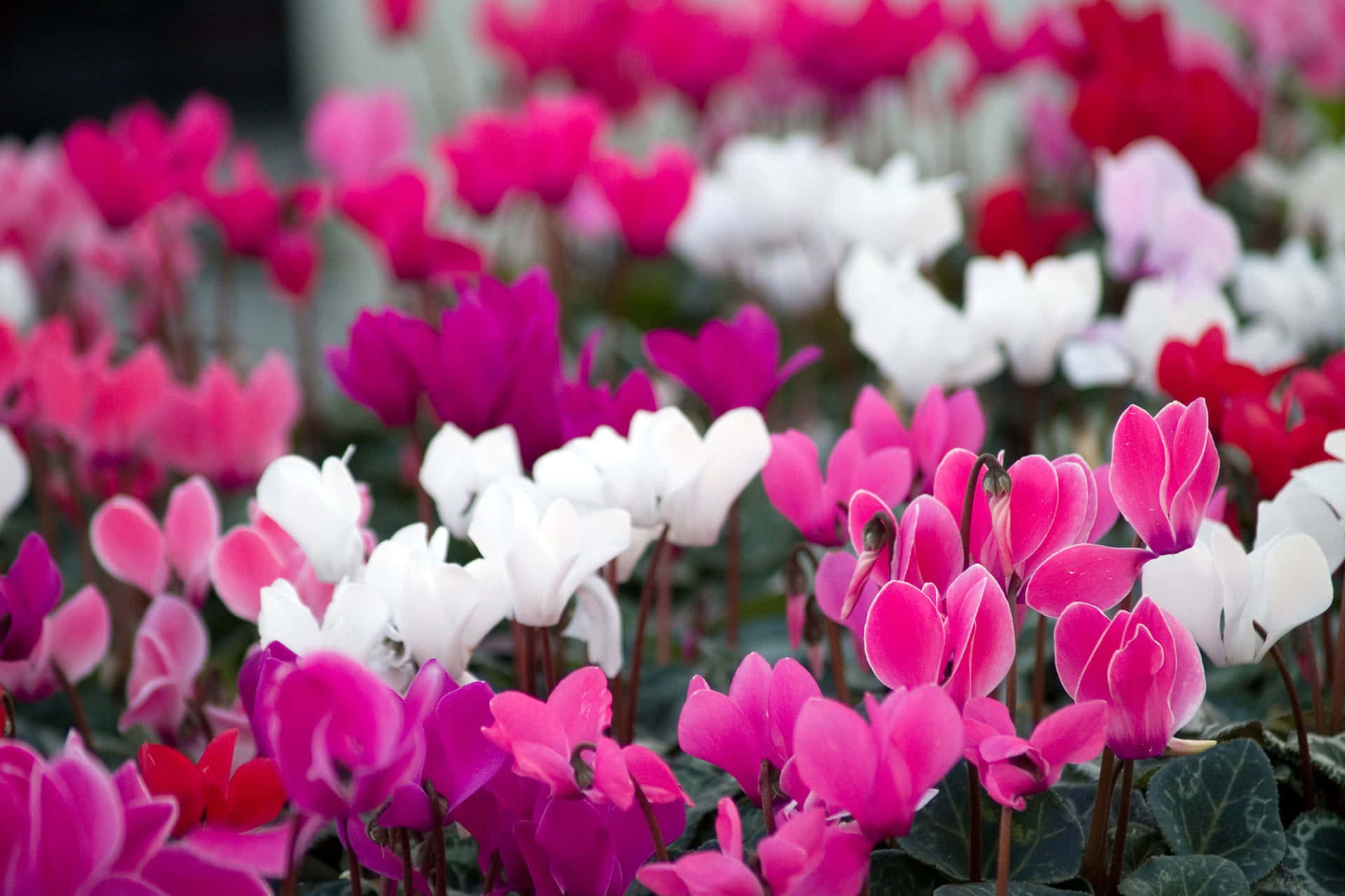 A Group Of Pink And White Flowers In A Garden