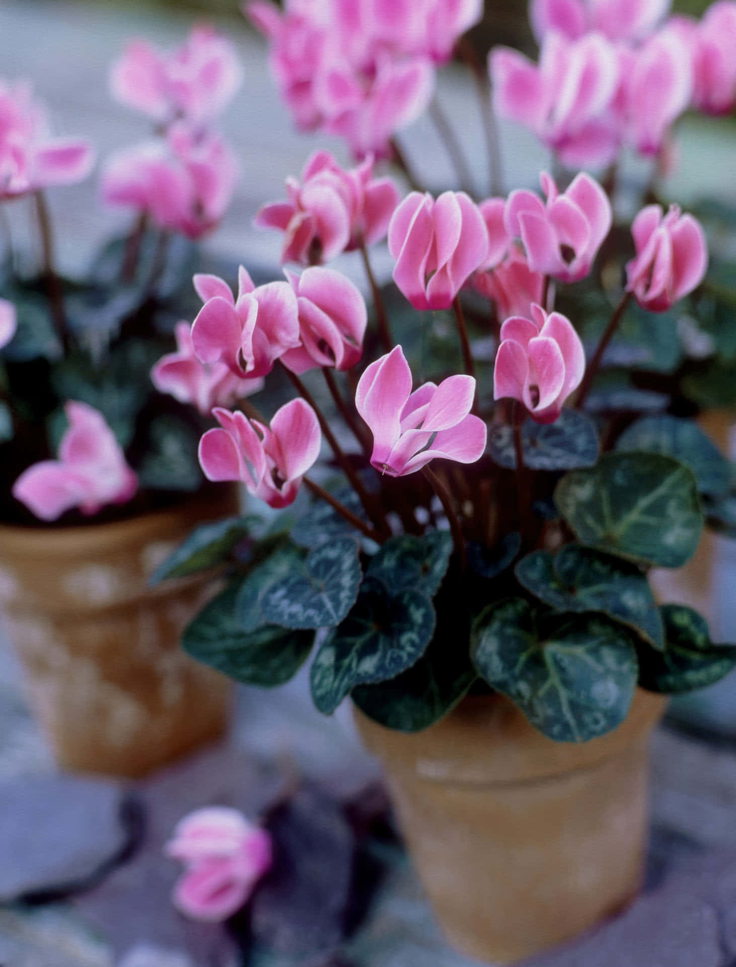 Cyclamen Pictures