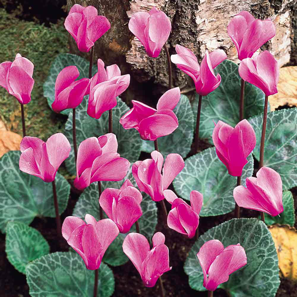 Cyclamen Pictures