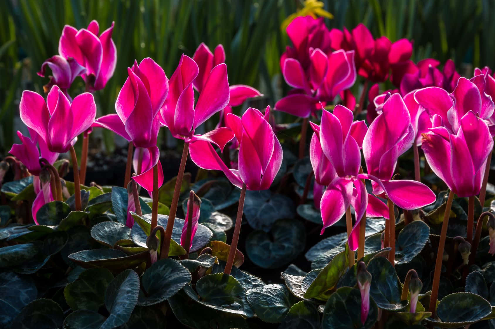 Cyclamen Pictures