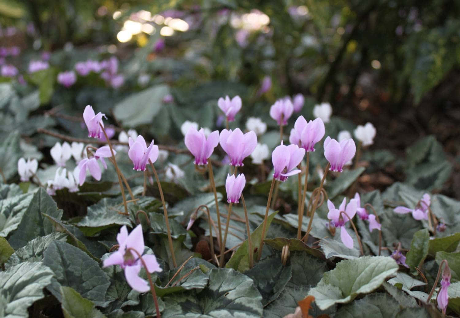“A delicate and vibrant Cyclamen flower in full bloom”