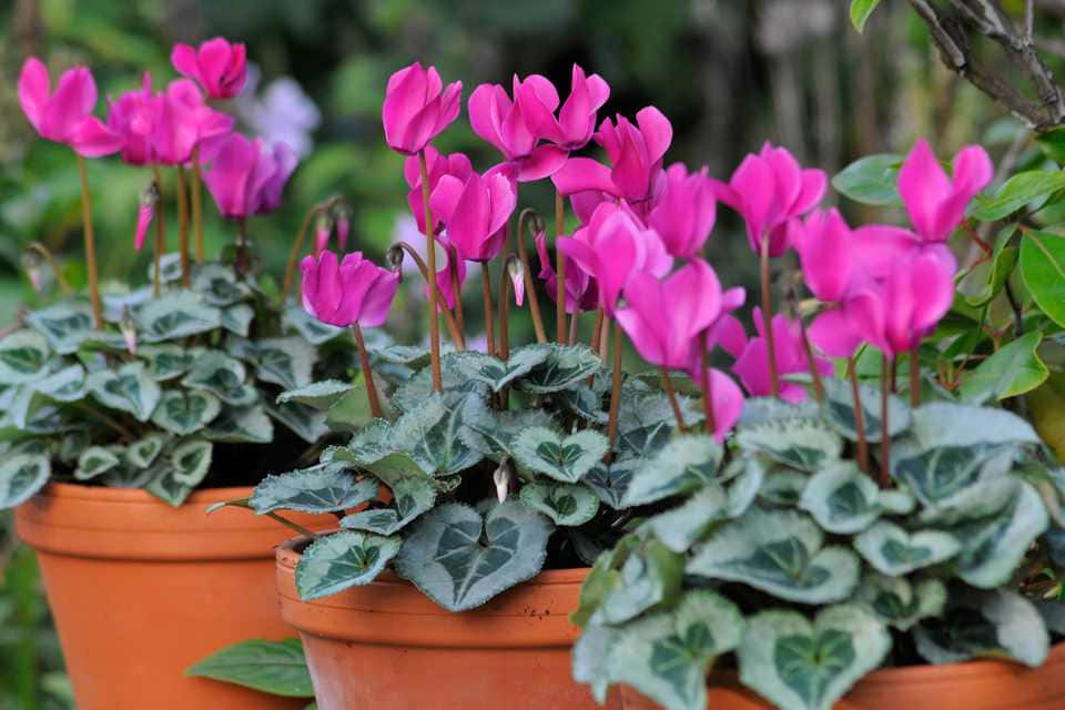 A beautiful Cyclamen flower in all its white blooms