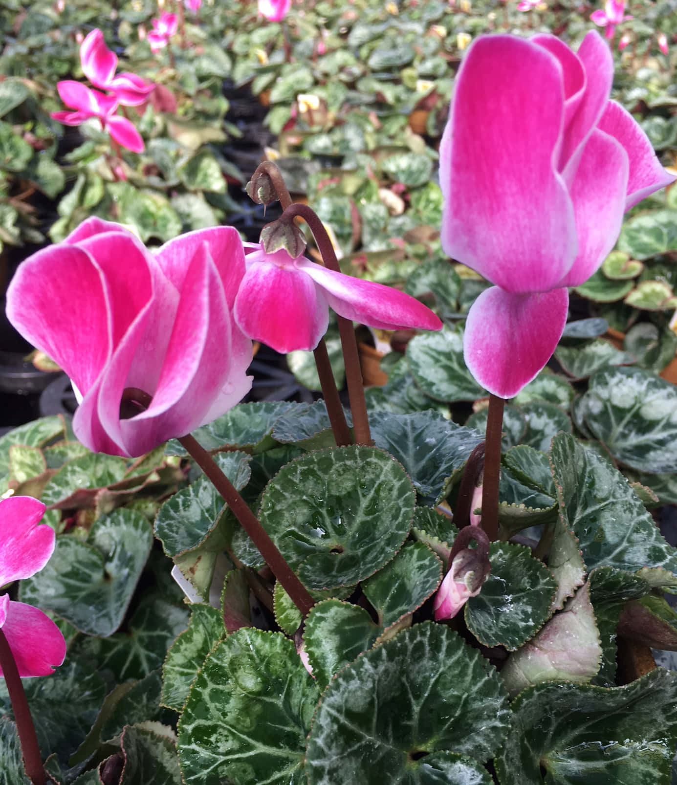 Cyclamen Pictures