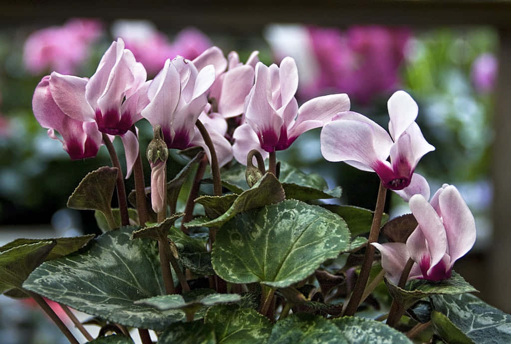 Cyclamen Pictures