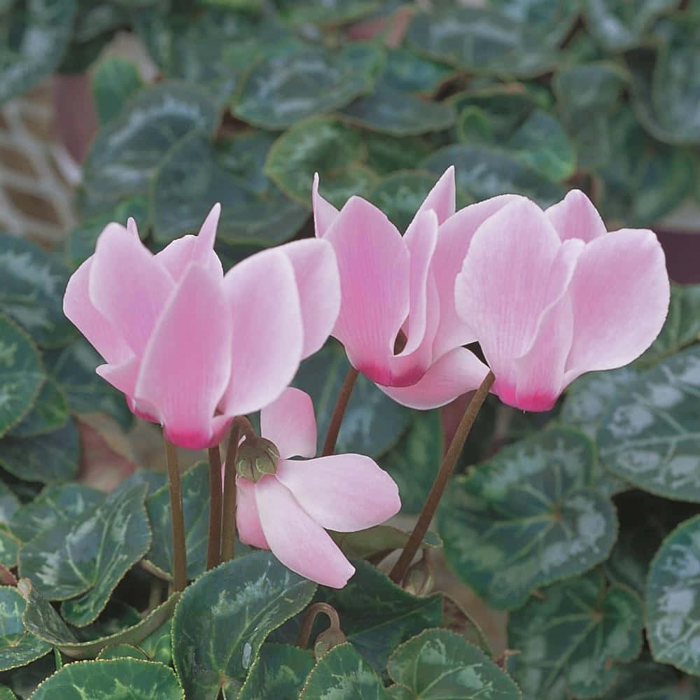 Cyclamen Pictures