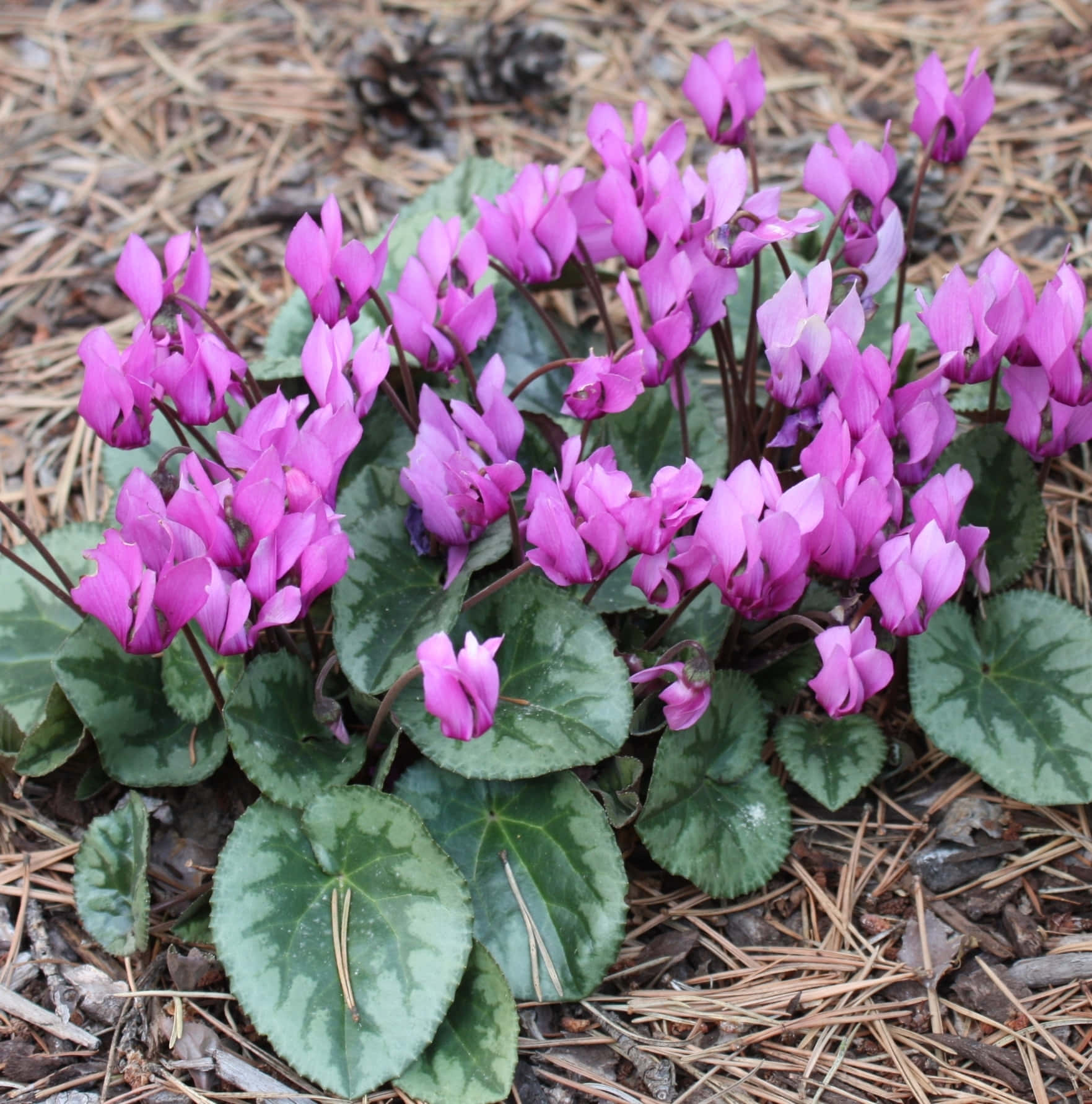 a group of purple flowers growing in the ground