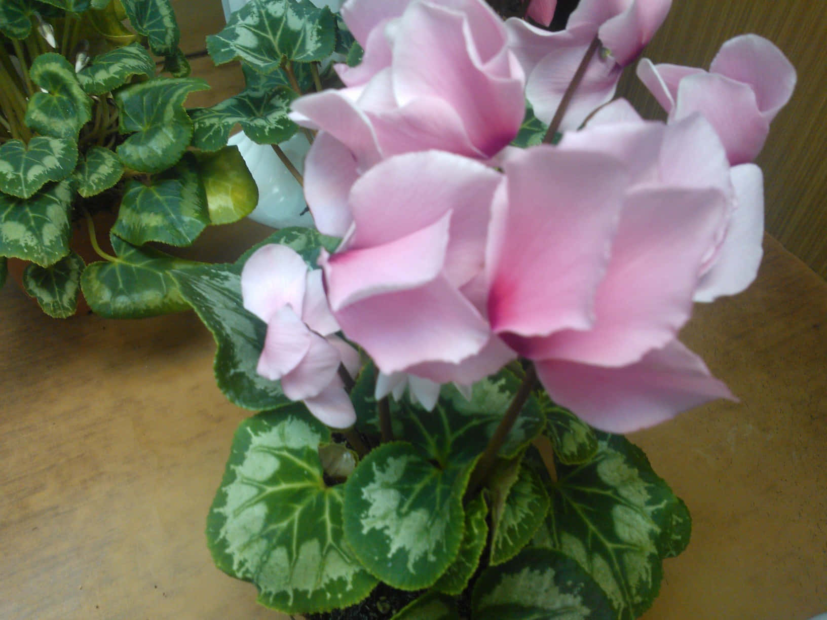 "The Perfect Perennial: A Colorful Cyclamen"