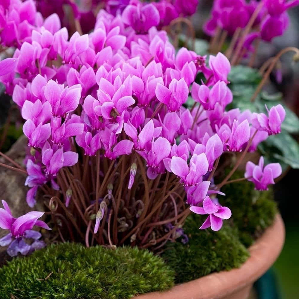 A Pop of Color - Blooming Cyclamen Flowers