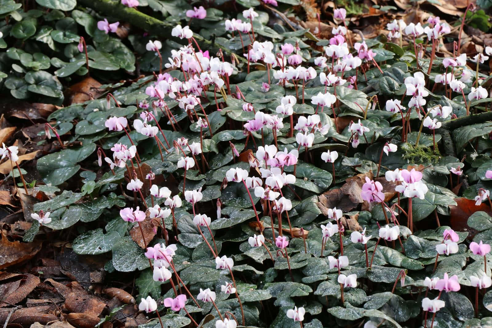 A cluster of delicate Cyclamen flowers in soft shades of purple