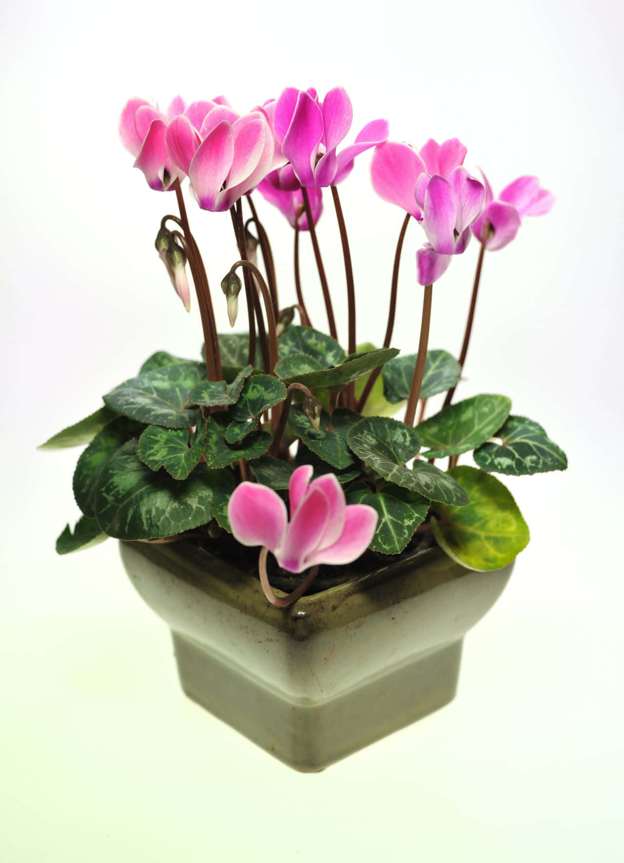 "A beautiful cyclamen flower blooming in vivid colors"