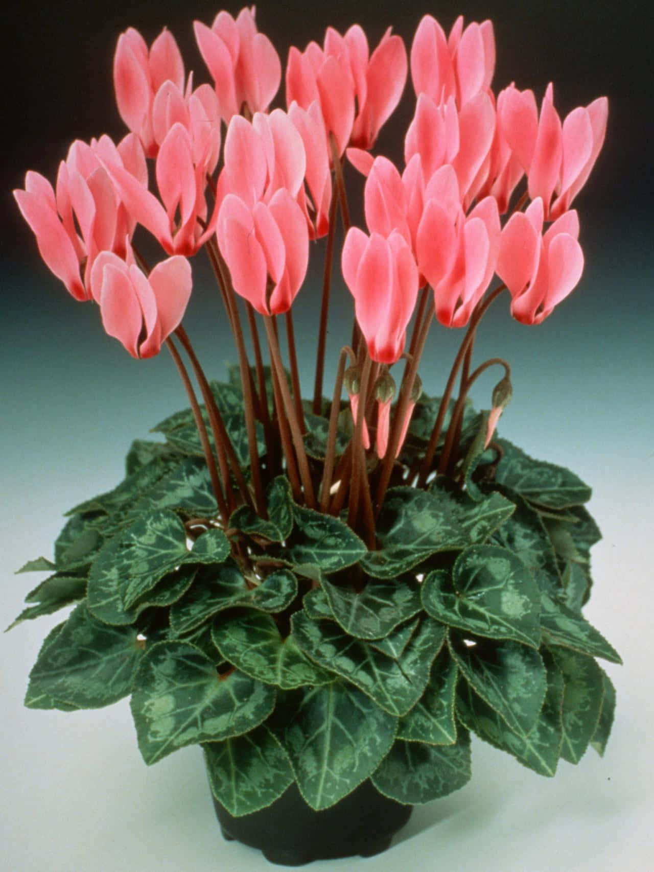 Experience an array of cheerful and delicate Cyclamen blossoms