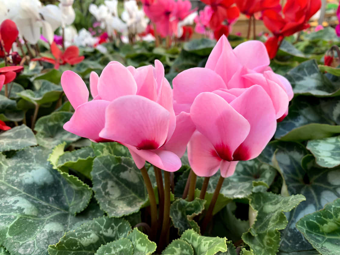Brighten Up Any Room with a Bouquet of Colorful Cyclamen