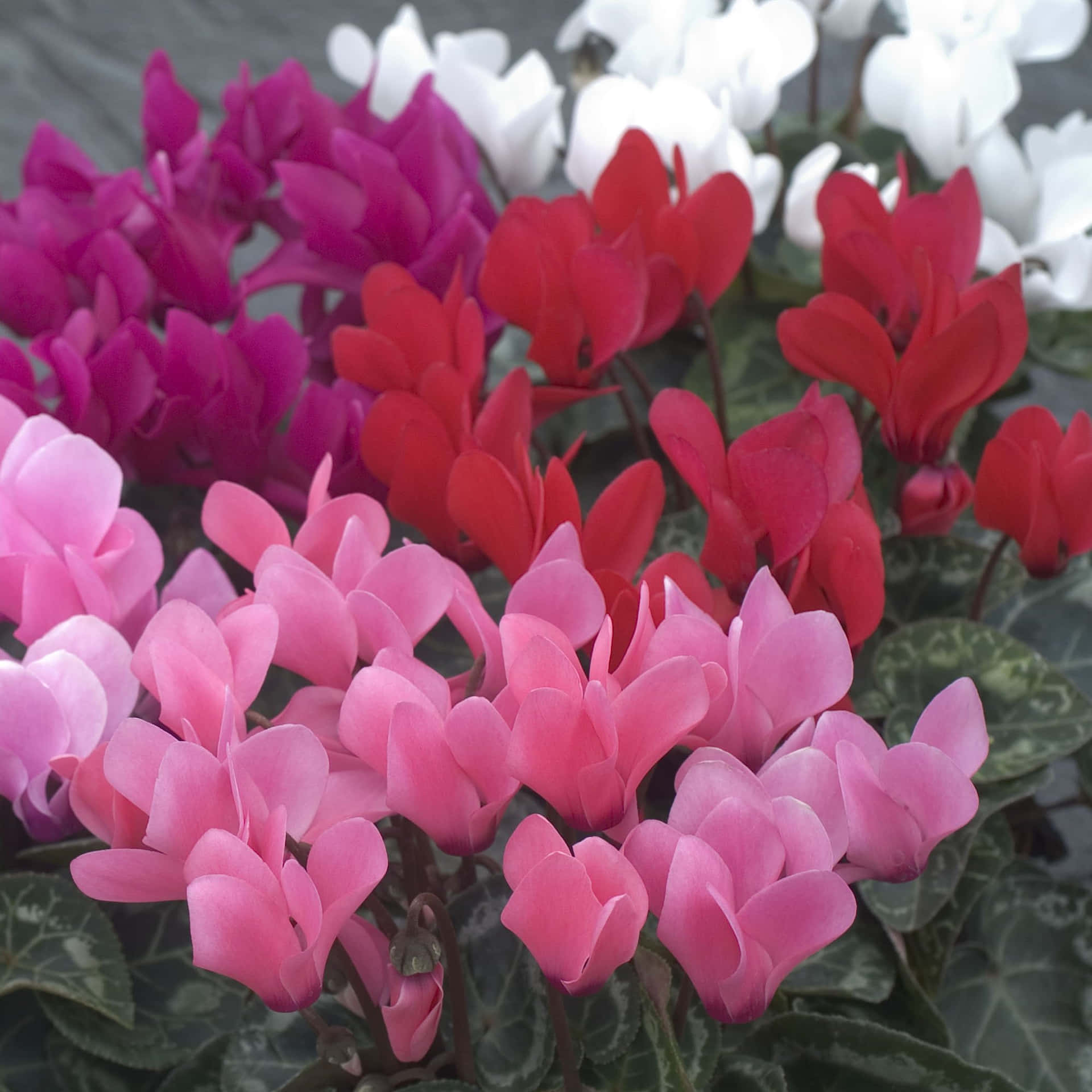 "Small, Pink and Beautiful - This Cyclamen Brightens Up the Garden"