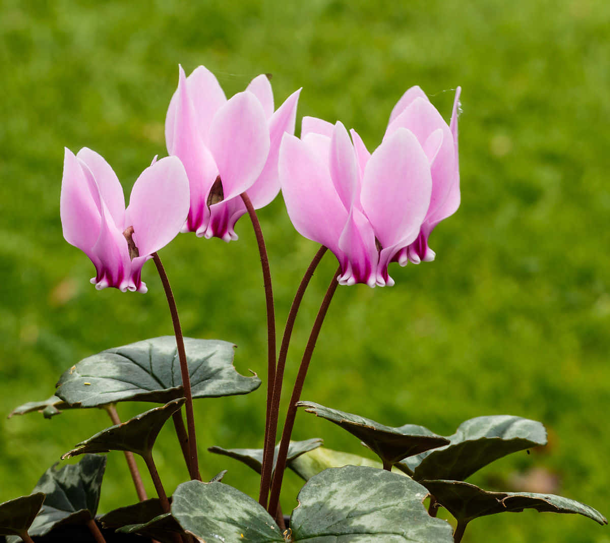 Vibrant and Colorful Cyclamen
