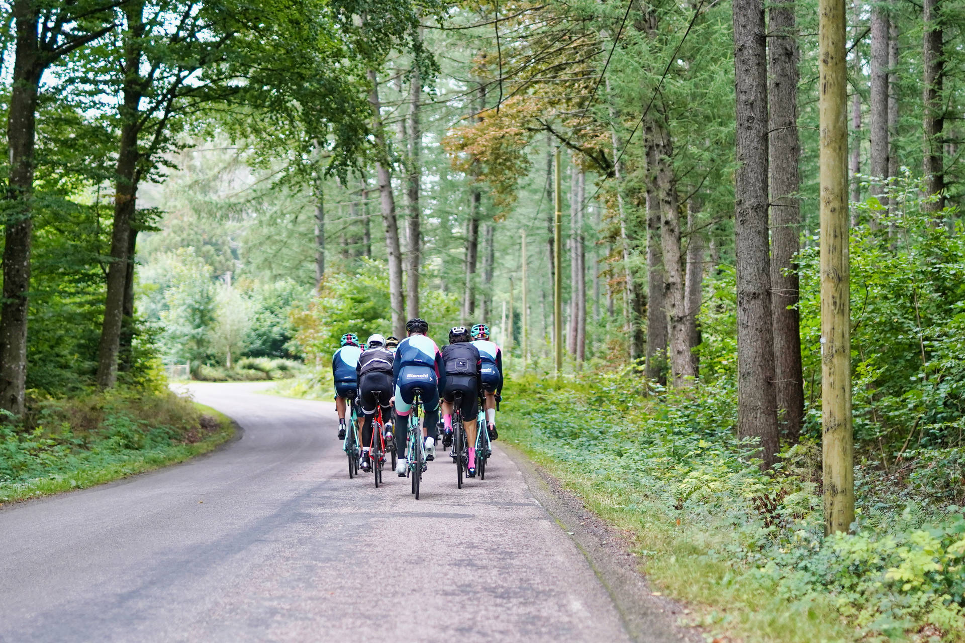 Gruppo Di Ciclismo Sulla Strada Forestale Sfondo
