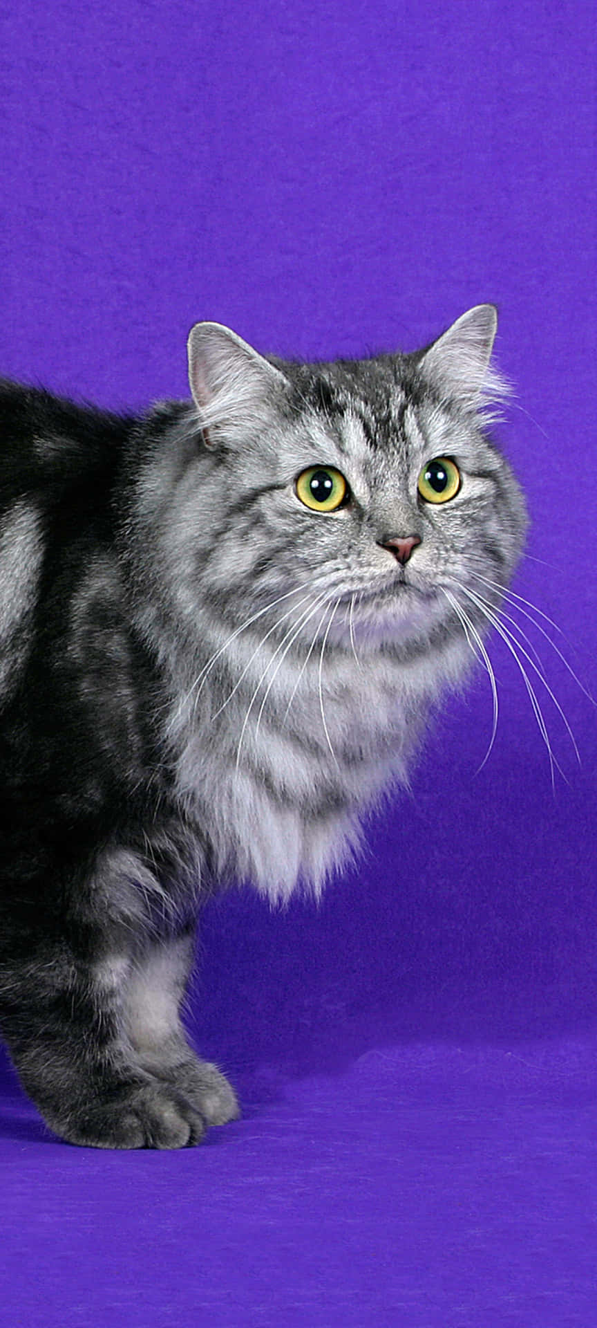 Unhermoso Gato Cimric Con Ojos Azules Observando Curiosamente. Fondo de pantalla