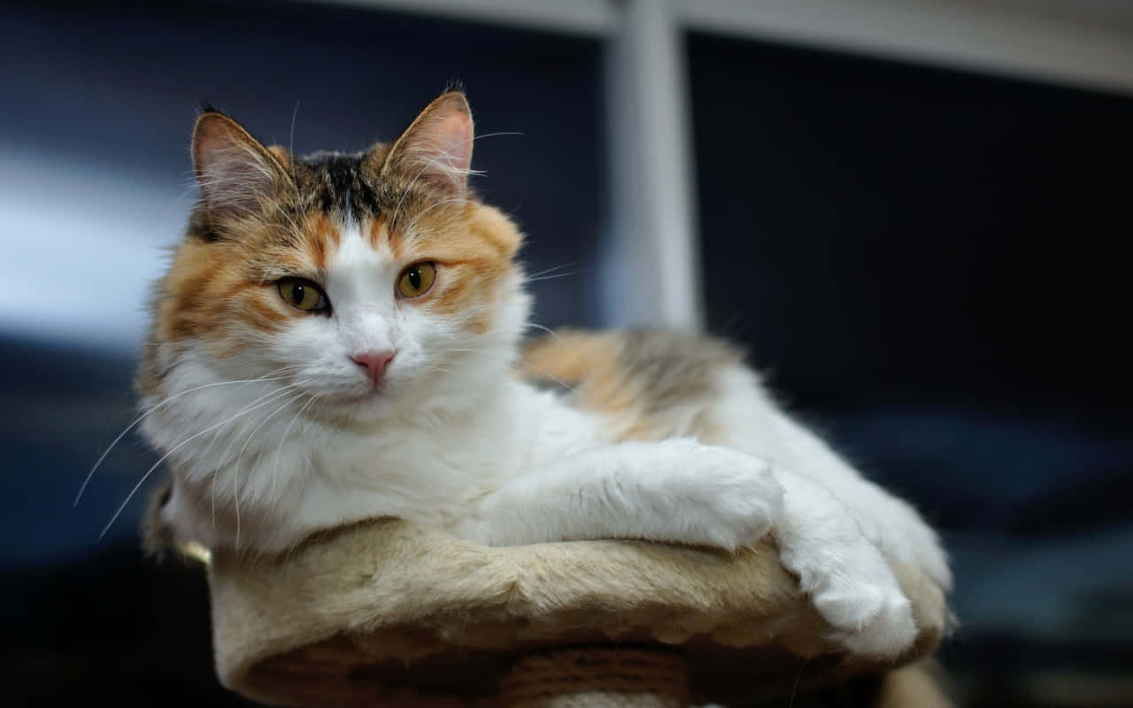 Majestic Cymric Cat Relaxing Outdoors Wallpaper
