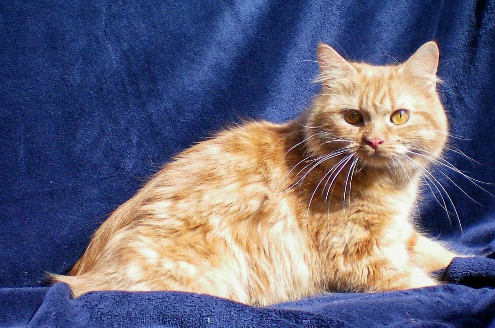 Majestic Cymric Cat Lounging on a Sofa Wallpaper