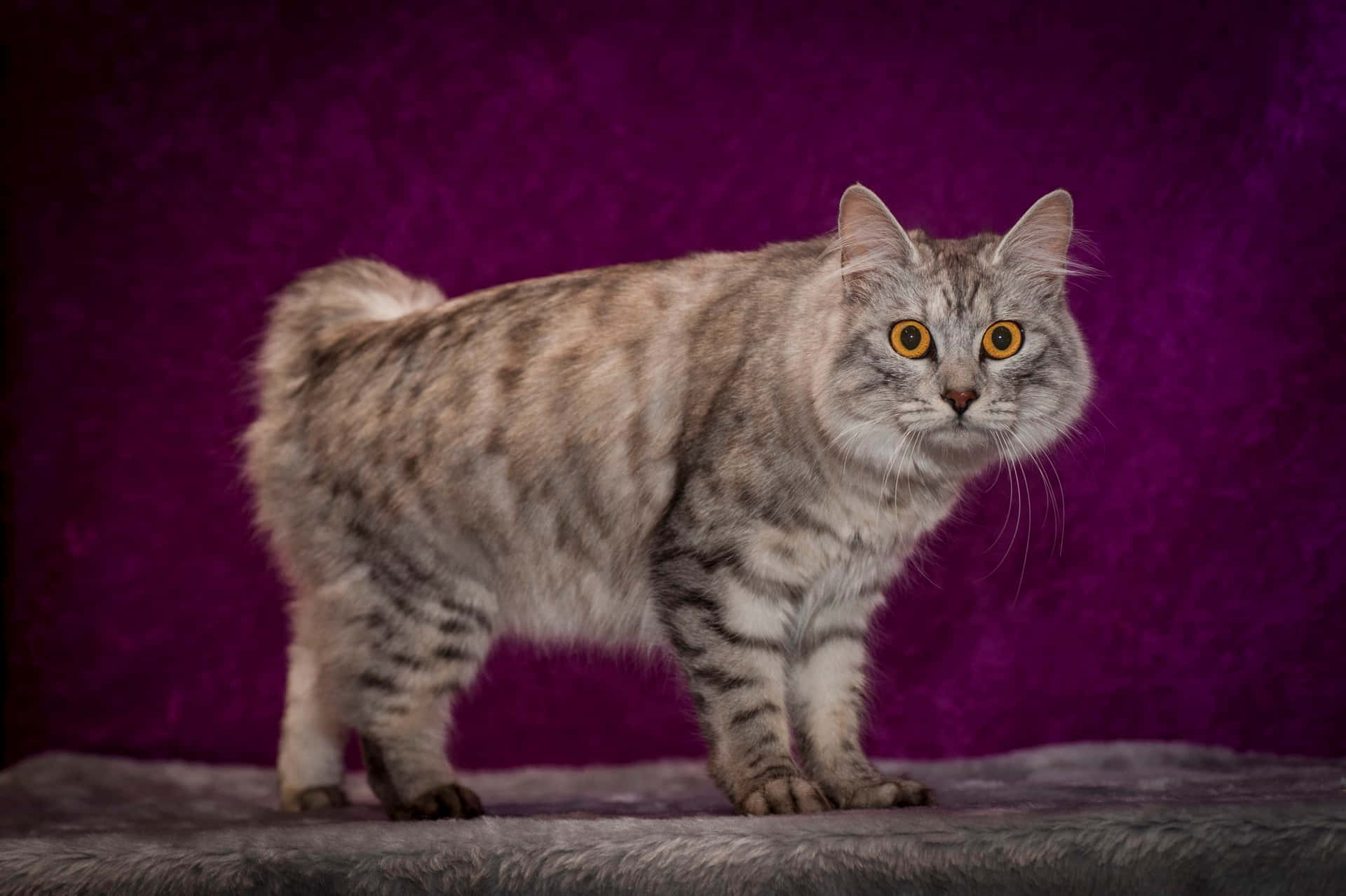 Beautiful Cymric cat posing with a serene expression Wallpaper