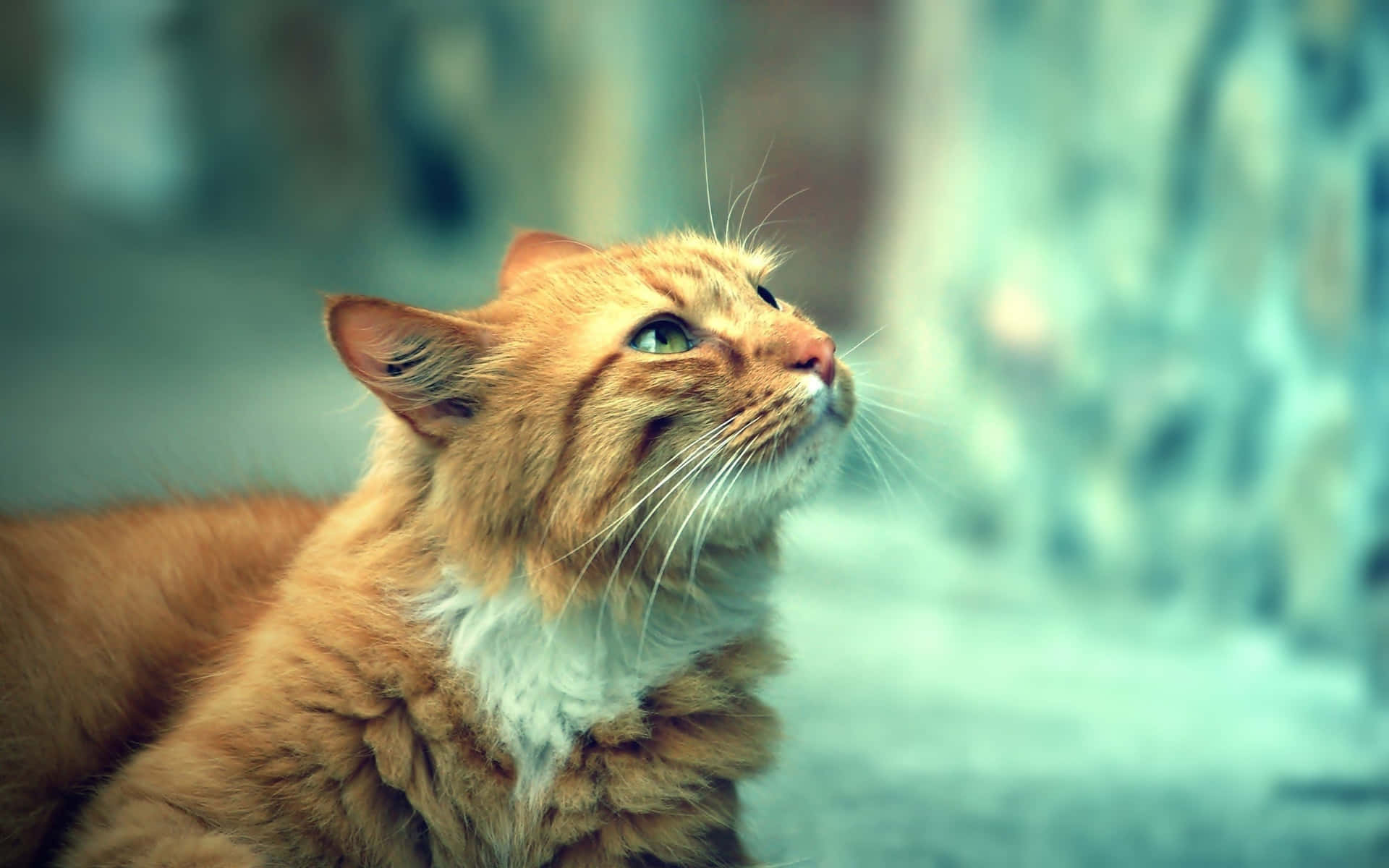 Captionmajestuoso Gato Cymric Descansando En La Naturaleza Fondo de pantalla