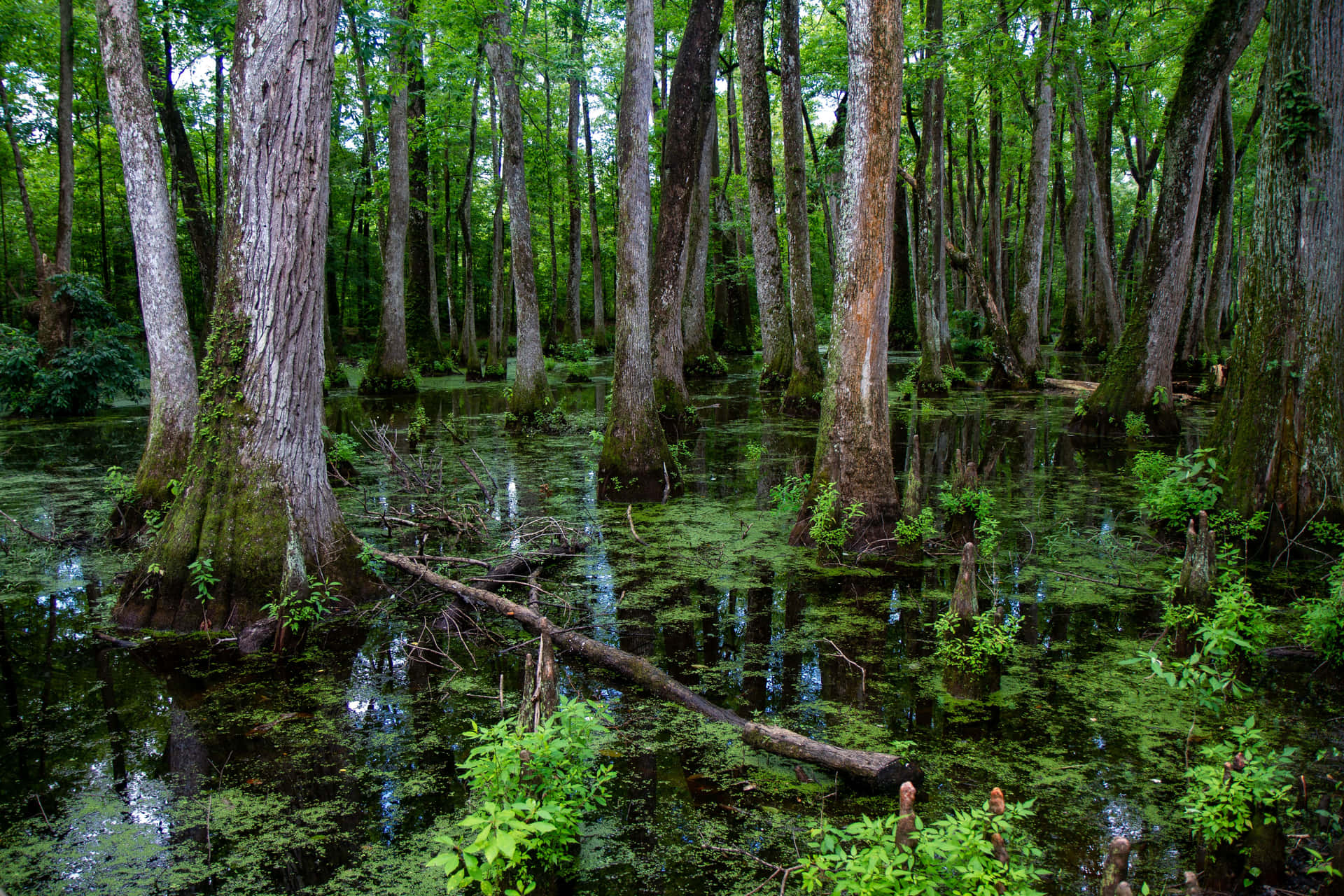 Cypressswamp Mississippi: Ciénaga De Cipreses En Mississippi. Fondo de pantalla