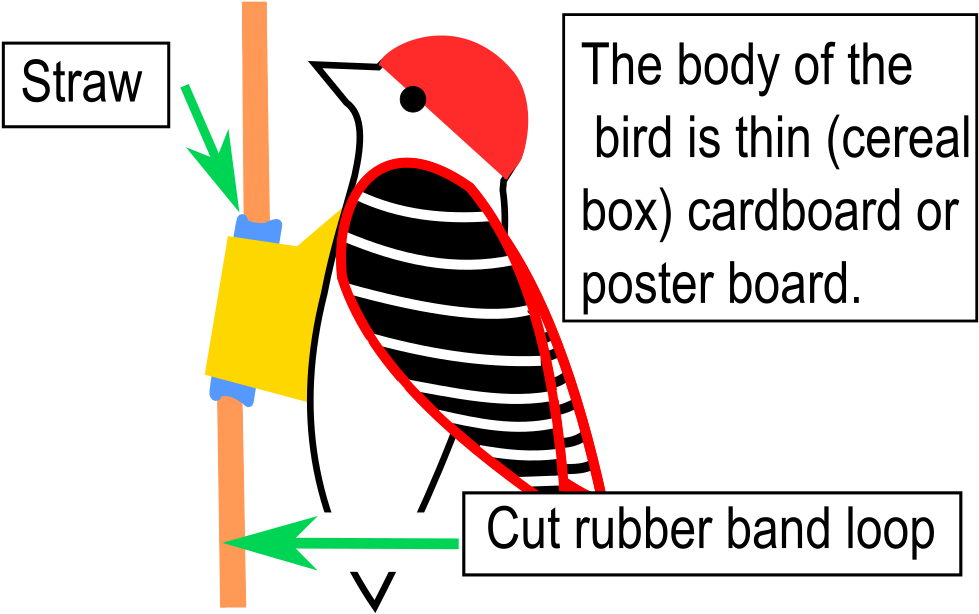 D I Y Woodpecker Craft Illustration PNG