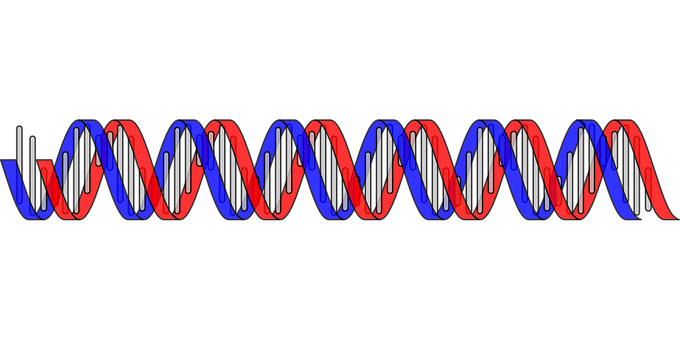 D N A Double Helix Structure PNG