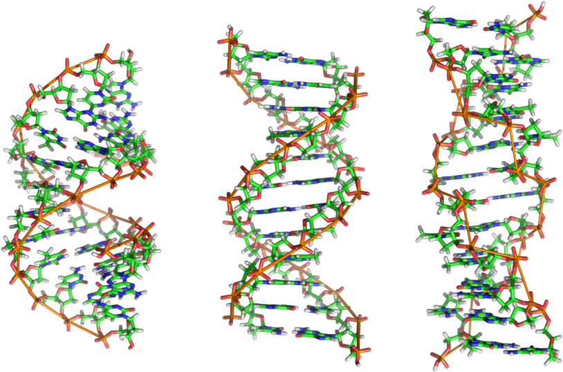 D N A Double Helix Structure PNG
