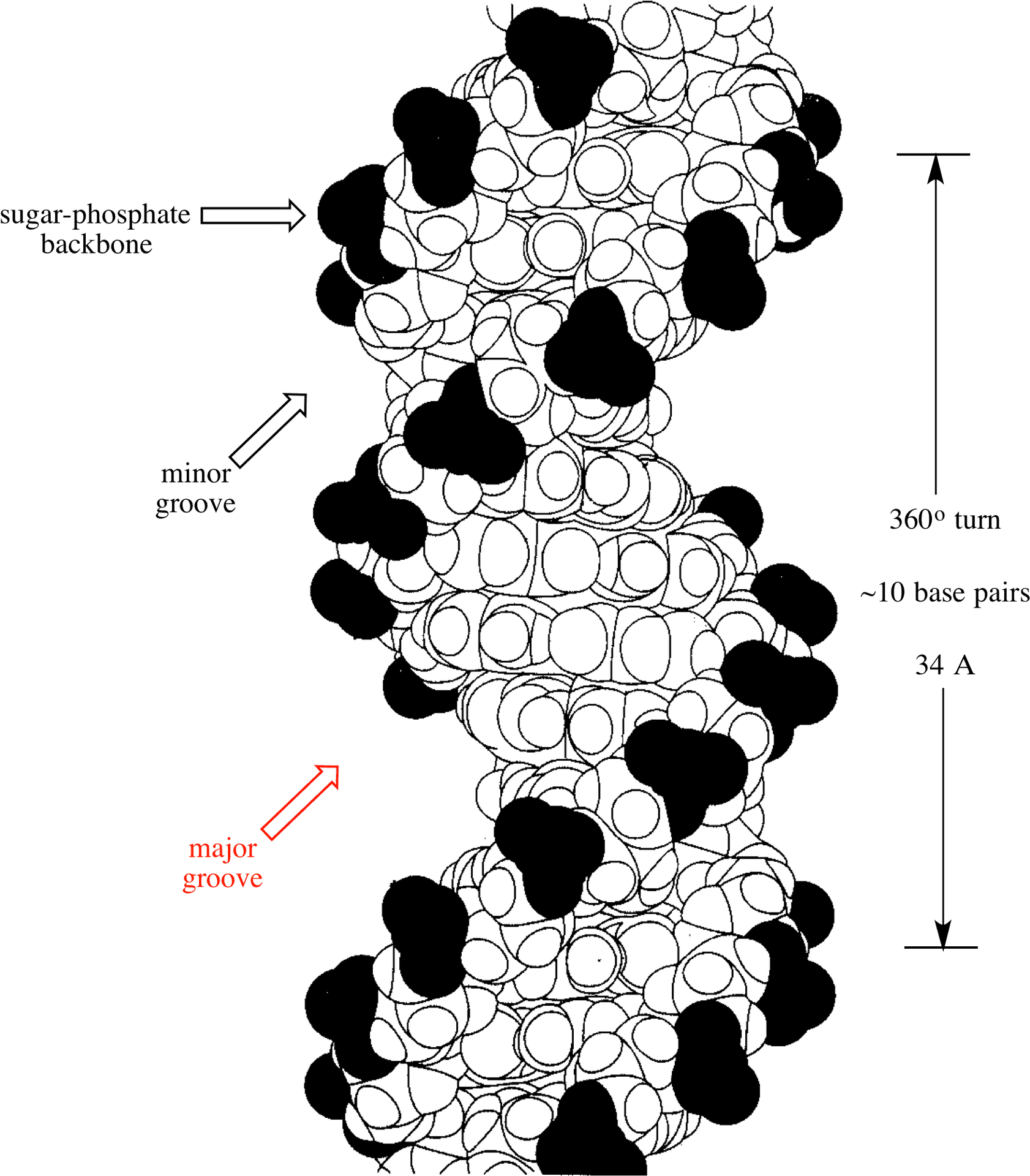 D N A Double Helix Structure PNG