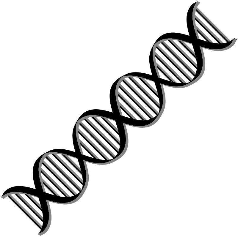 D N A Double Helix Structure PNG