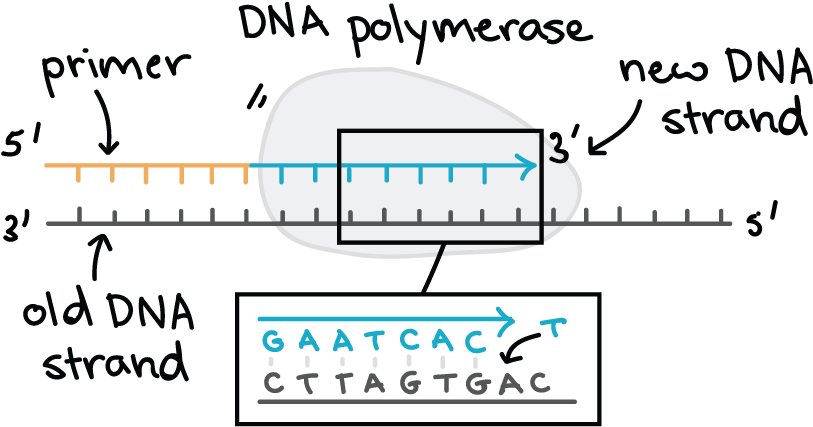 D N A Polymerase Activity Illustration PNG