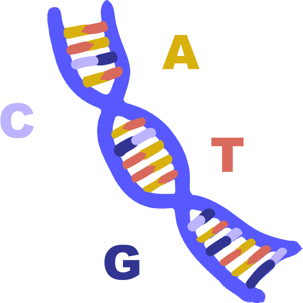 D N A_ Structure_with_ Nucleotide_ Labels PNG