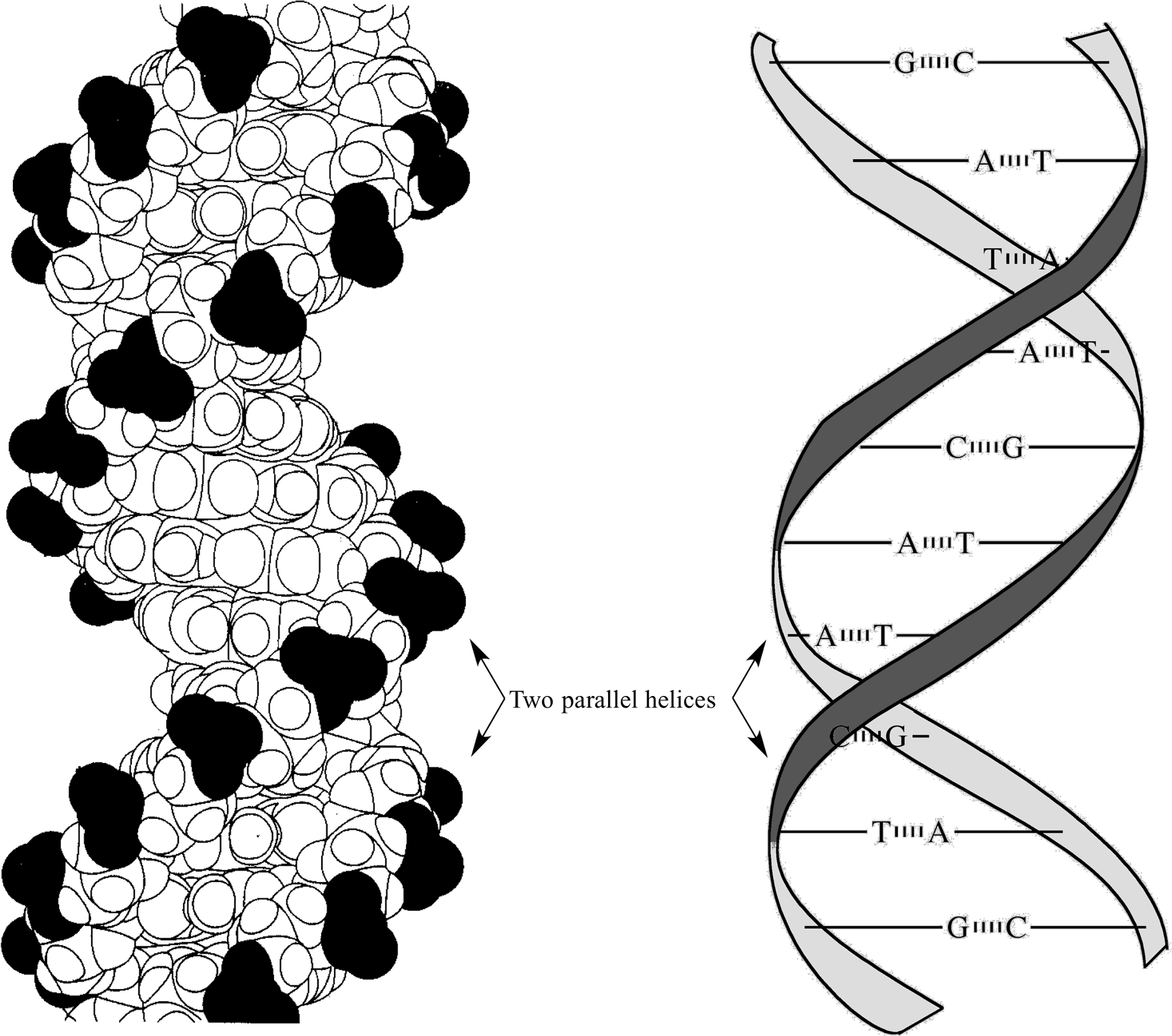 D N A_ Structure_and_ Base_ Pairing PNG
