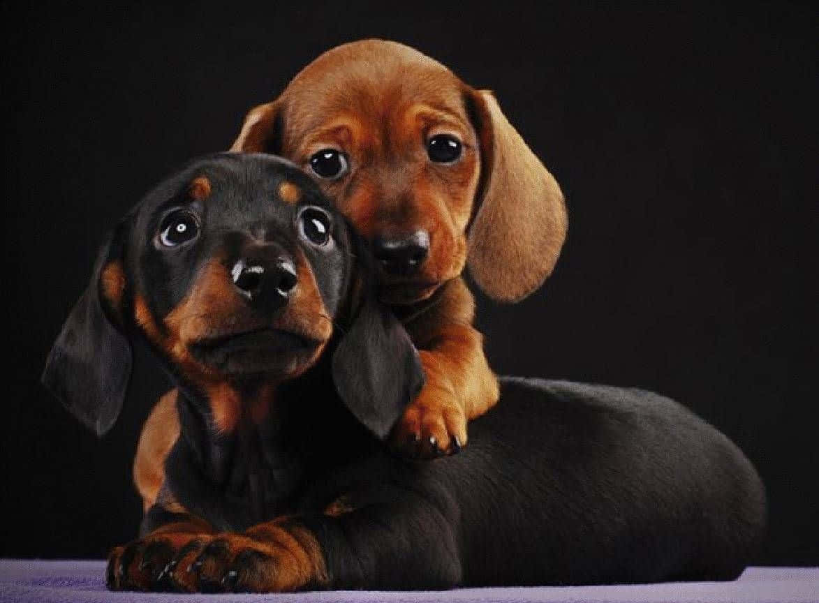 Get ready for some cuddles with this adorable dachshund.
