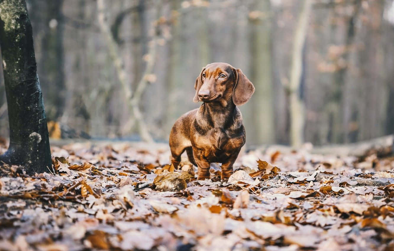 Dachshund Dog Standing In The Woods With Leaves
