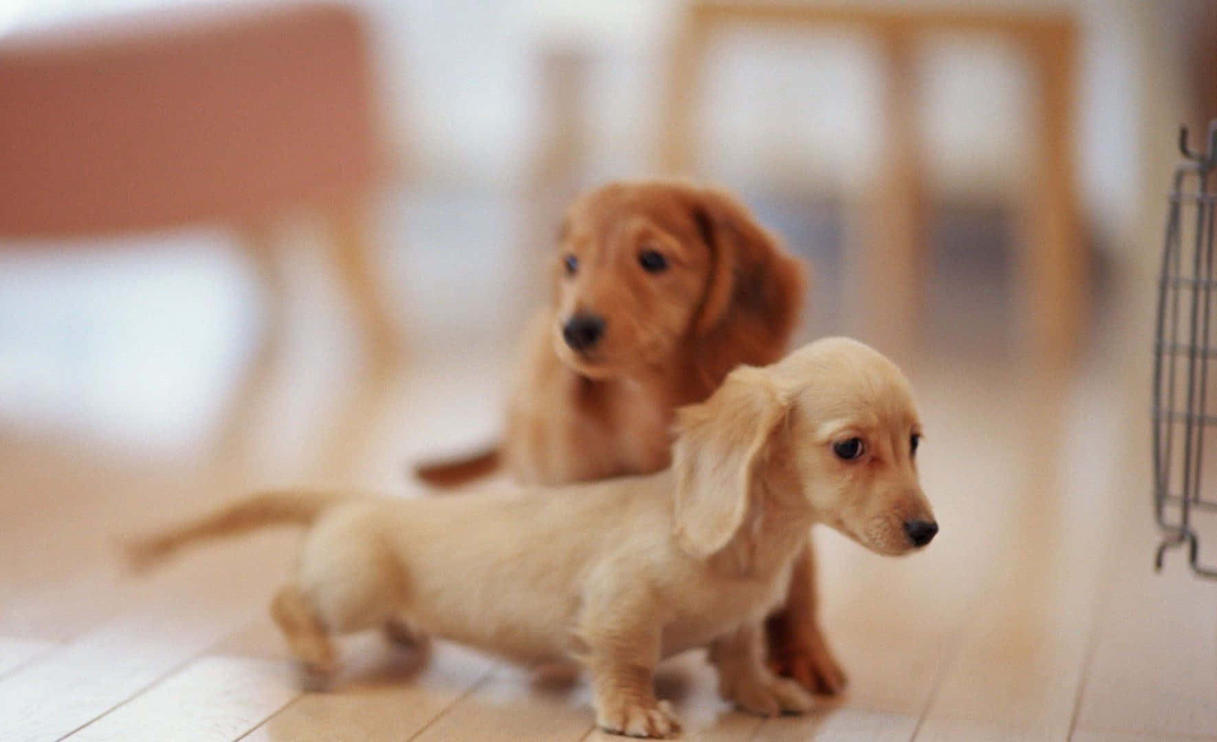Two Small Dogs Standing On A Wooden Floor