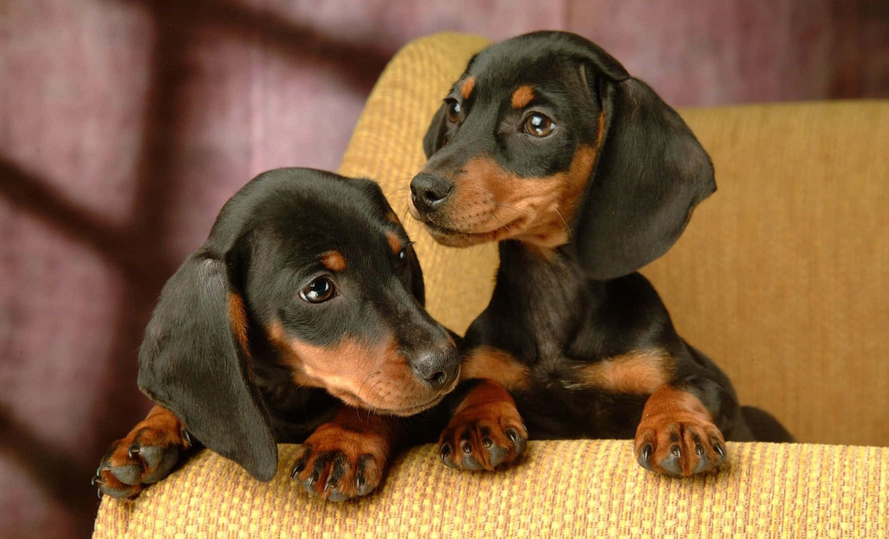 "Cuteness Unleashed: A Sweet Little Dachshund Poses For A Photo"